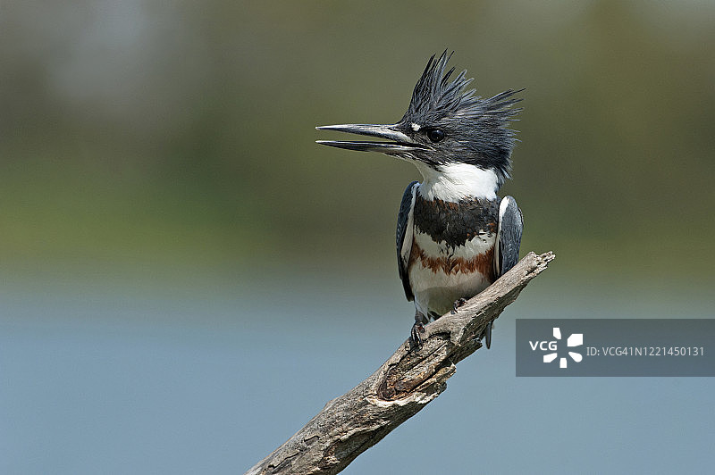 斑鱼狗栖息在树桩上图片素材