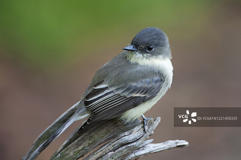 秋季迁徙中的东菲比霸鹟图片素材