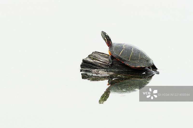 彩绘龟爬上白色池塘中的木头和倒影图片素材
