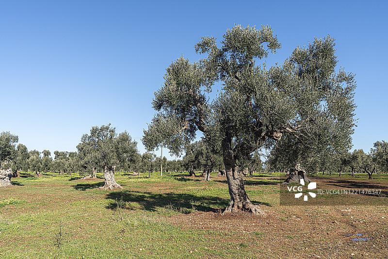 意大利橄榄树林图片素材