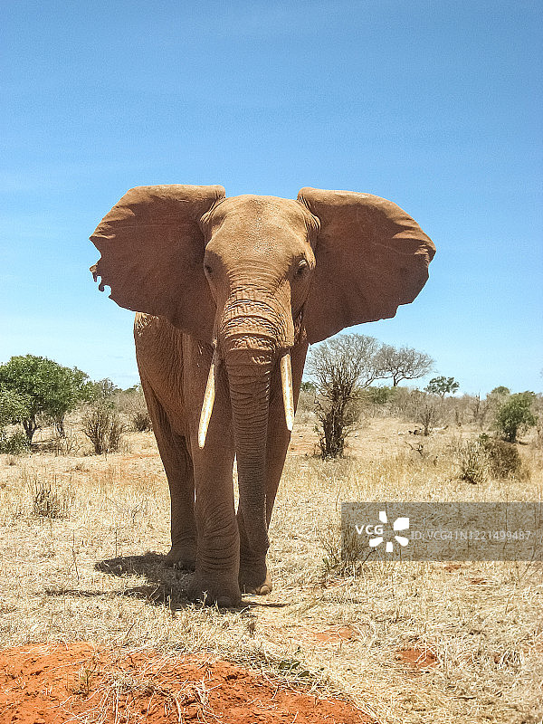 肯尼亚马赛马拉国家公园里的大型非洲雄象图片素材
