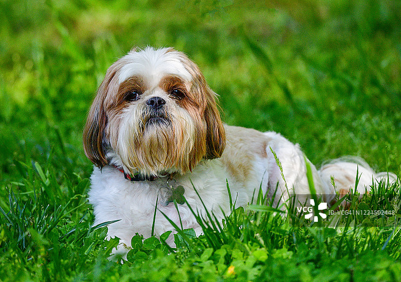 西施犬图片素材