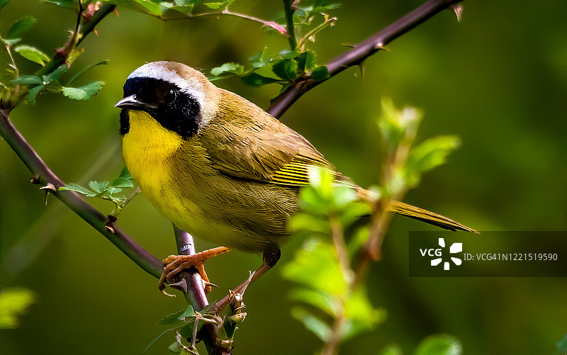 普通黄喉莺图片素材