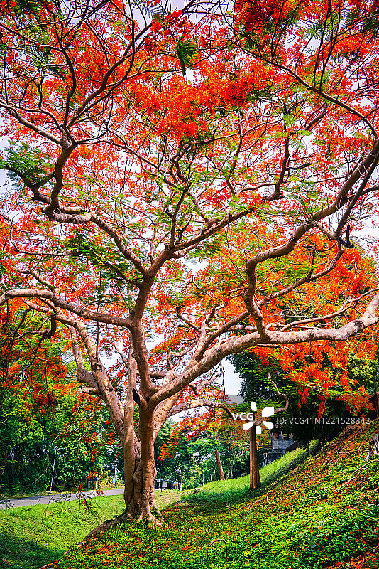 火焰树的红色夏日花朵图片素材