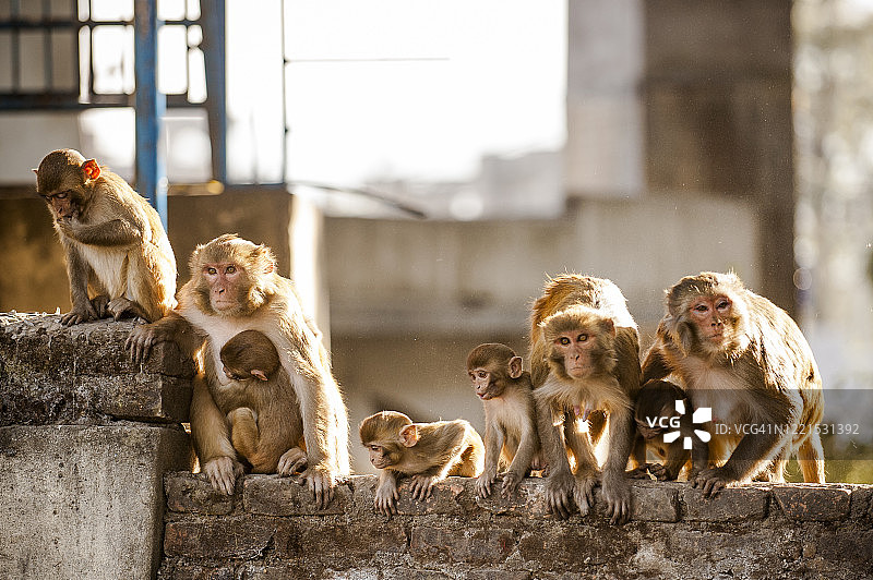 尼泊尔斯瓦扬布纳特的恒河猴图片素材