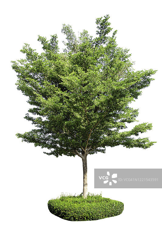 白色背景下的独立树木图片素材