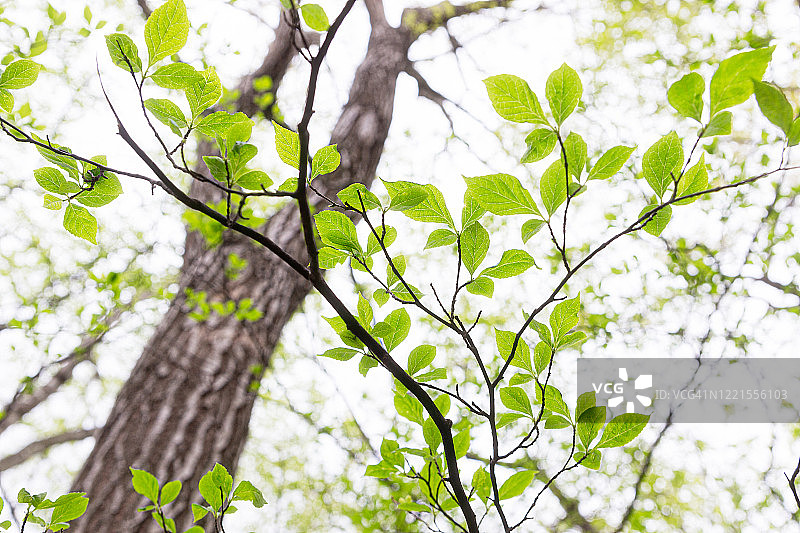 新鲜绿色蔬菜图片素材