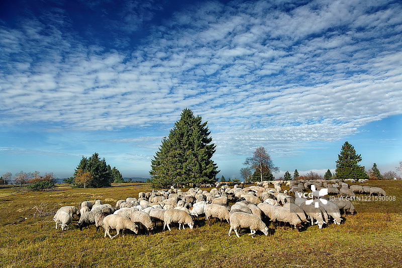 在温特贝格卡勒阿斯滕山上的羊群图片素材