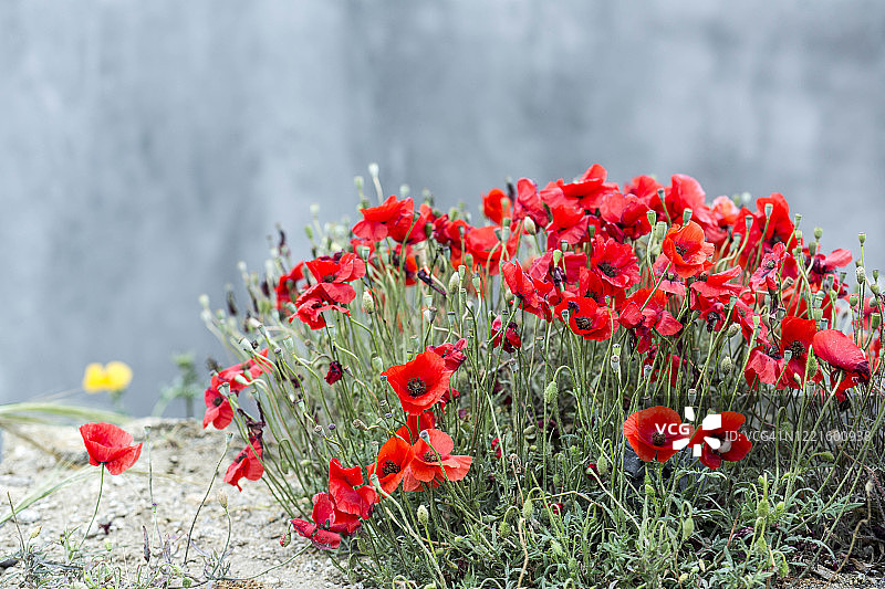罂粟花图片素材