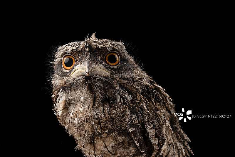 栖息的茶色蟆口鸱图片素材