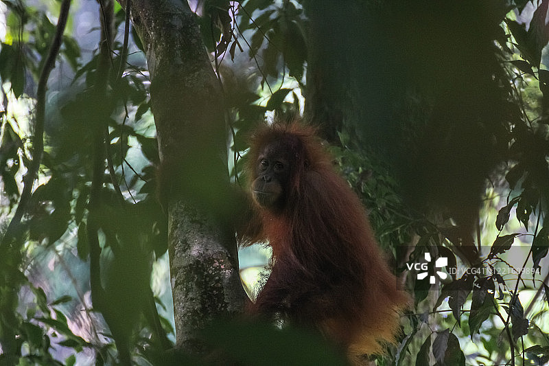 苏门答腊猩猩 古农勒尤瑟国家公园图片素材