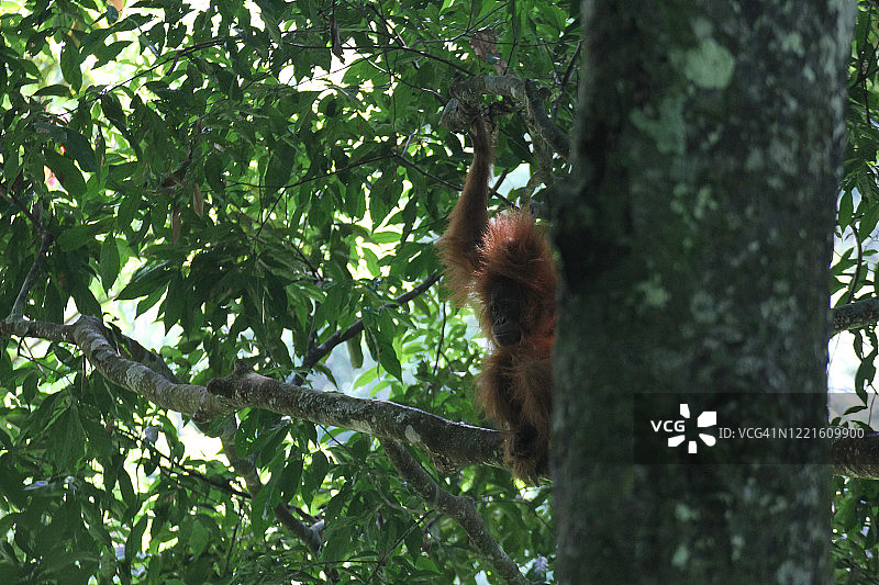 苏门答腊猩猩 古农勒尤瑟国家公园图片素材
