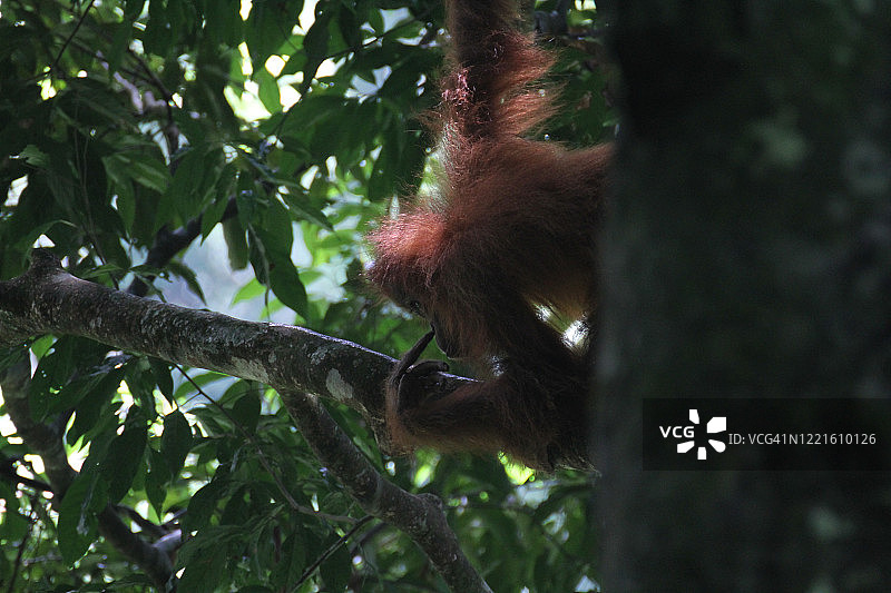 苏门答腊猩猩 古农勒尤瑟国家公园图片素材
