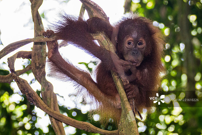 印度尼西亚苏门答腊岛，勒user国家公园内的苏门答腊猩猩幼崽图片素材