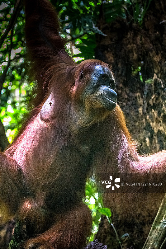 苏门答腊猩猩 古农勒尤瑟国家公园图片素材