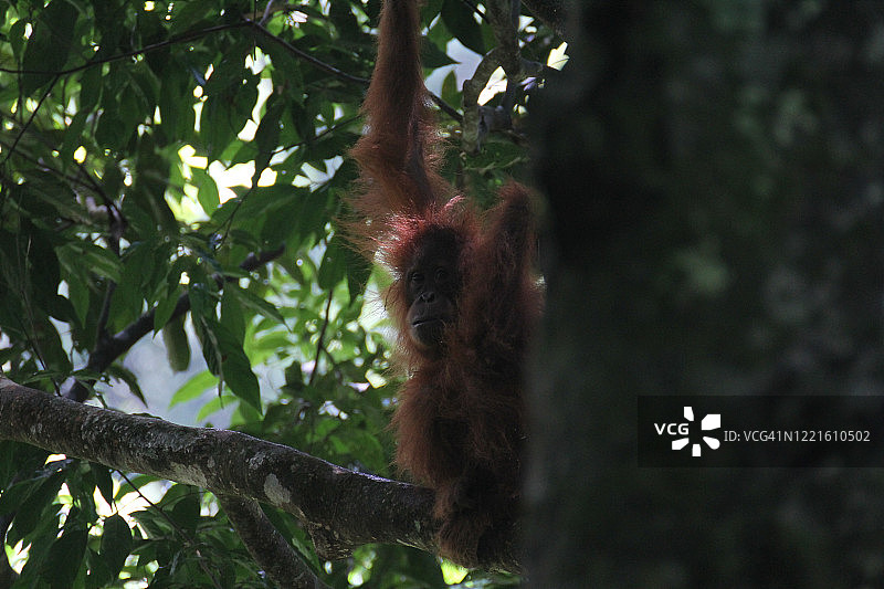 苏门答腊猩猩 古农勒尤瑟国家公园图片素材