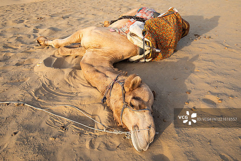 可爱的睡着的骆驼图片素材