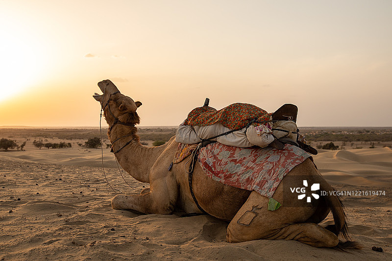 拉贾斯坦邦日落时分的骆驼图片素材