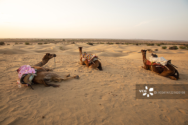 印度沙漠中休息的骆驼图片素材