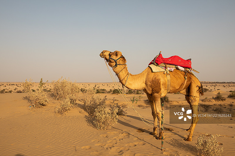 沙漠中的骆驼图片素材