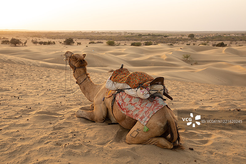 沙丘中的骆驼图片素材