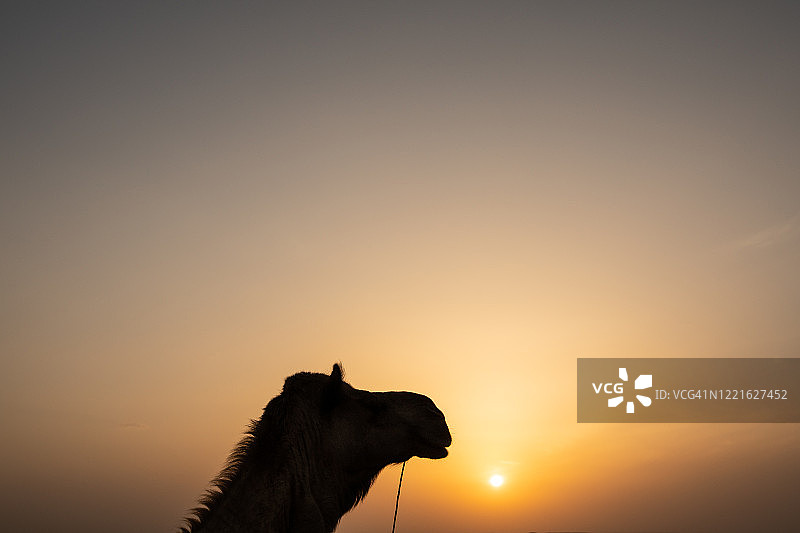 印度骆驼图片素材