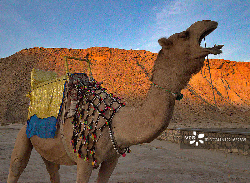 伊朗格什姆岛波斯湾日落时分打哈欠的单峰骆驼图片素材