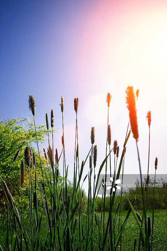 长长的草地图片素材