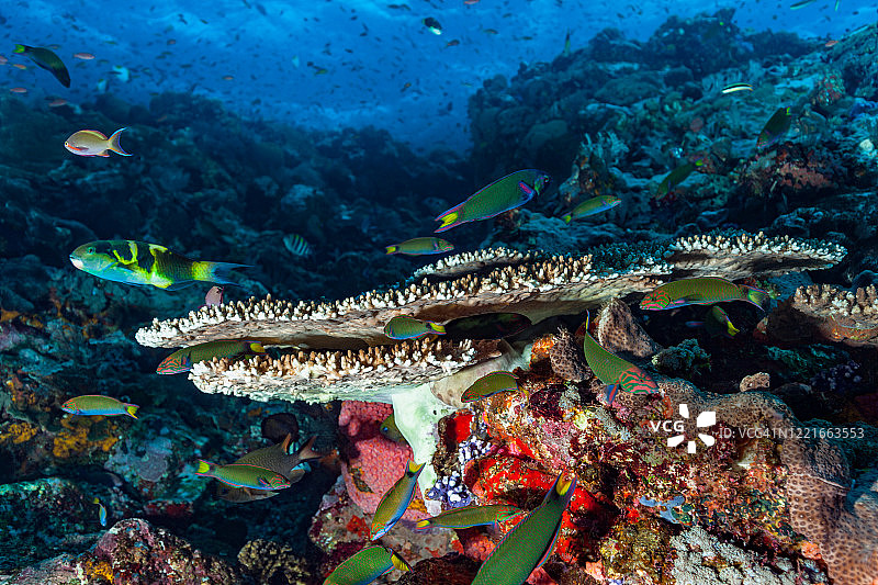 科莫多国家公园Batu Bolong的月亮鹦鹉鱼聚会，印度尼西亚图片素材