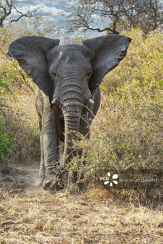 非洲象（非洲象属），乍得扎库马国家公园图片素材