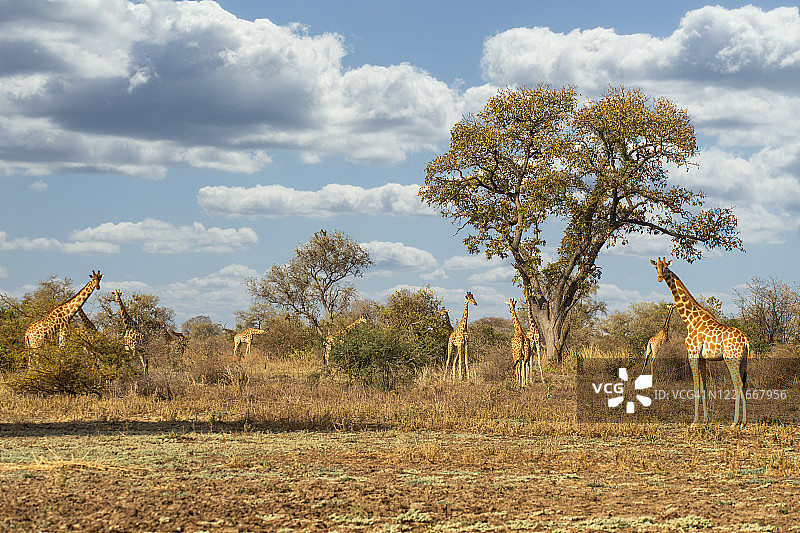 乍得扎库马稀有科尔多凡长颈鹿图片素材