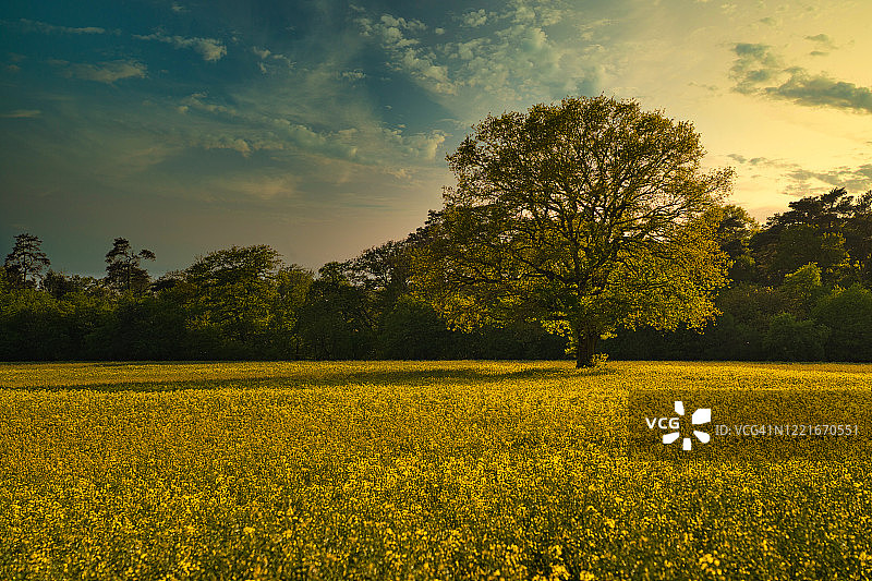 油菜田里的树图片素材