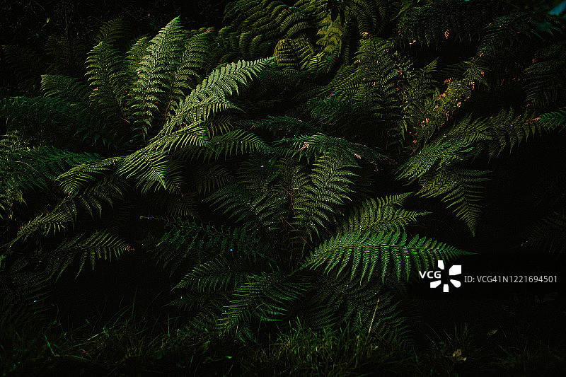 植物新西兰图片素材