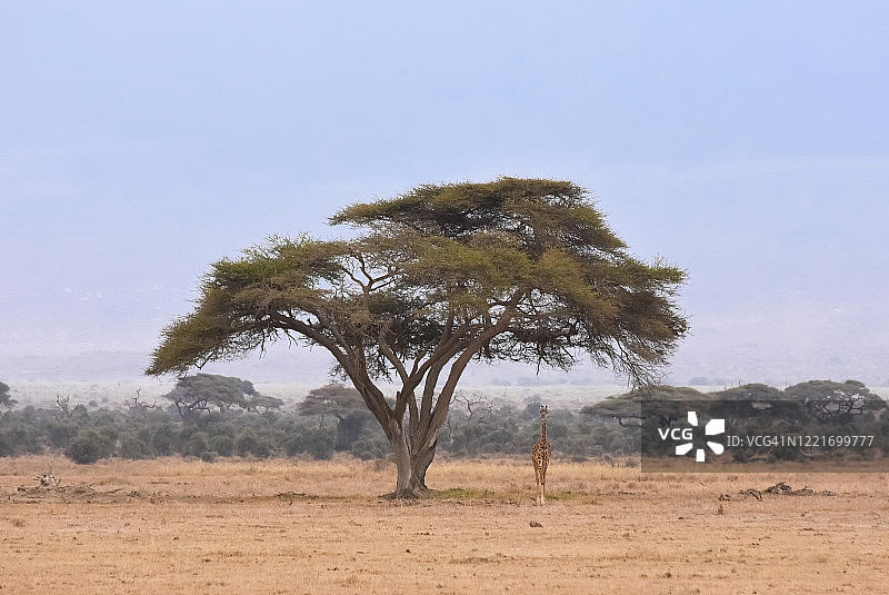肯尼亚安博塞利国家公园里金合欢树下的小长颈鹿图片素材