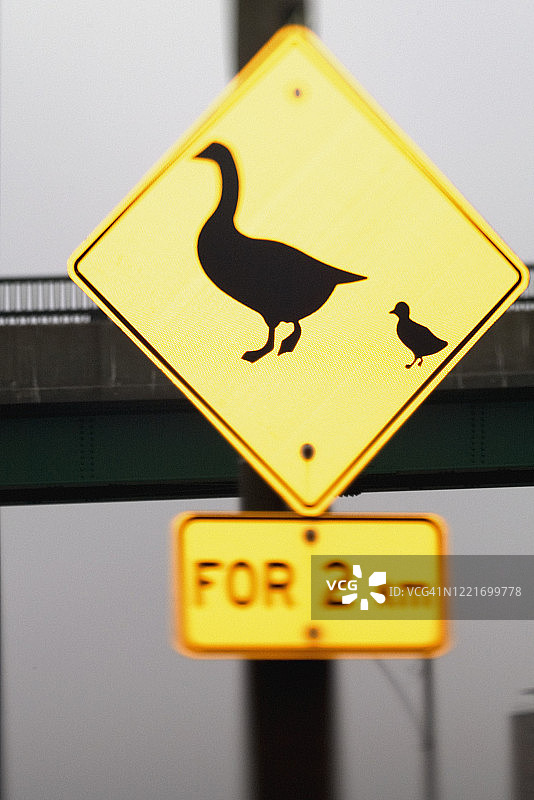 鹅穿行图片素材