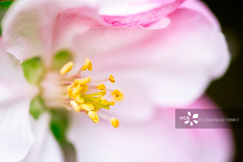 英格兰赫里福德郡的布拉姆利苹果树花图片素材