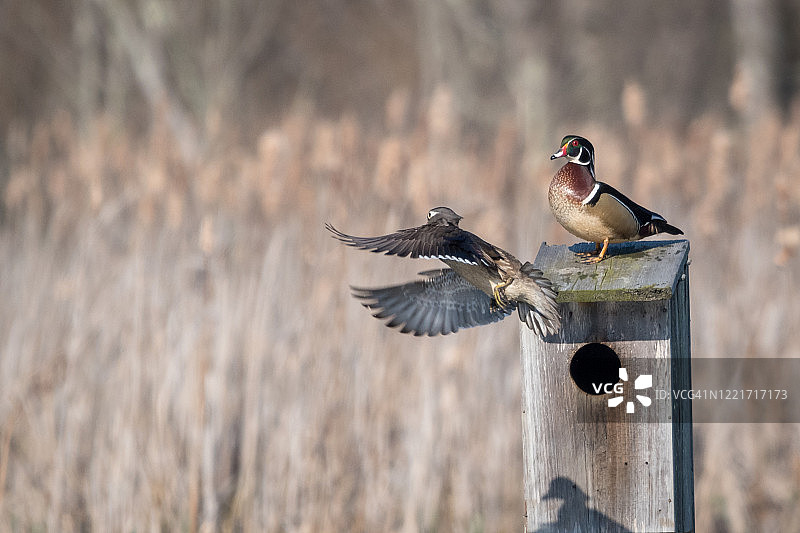 一对林鸳鸯看着鸟巢箱图片素材