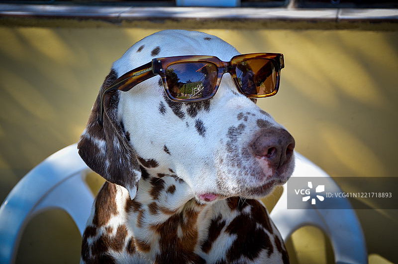戴着太阳镜的漂亮斑点狗图片素材