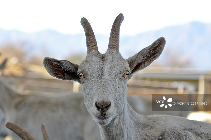 白色山羊看着镜头图片素材