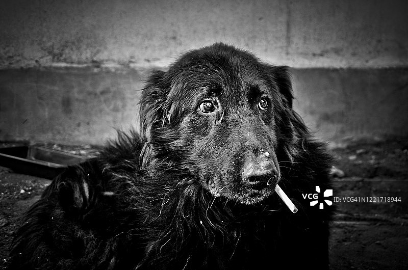 抽烟的黑狗图片素材