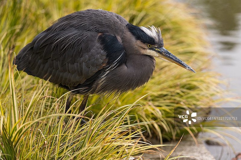 野生动物图片素材