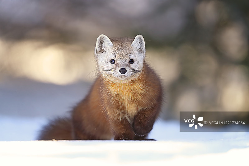 美洲Mart图片素材