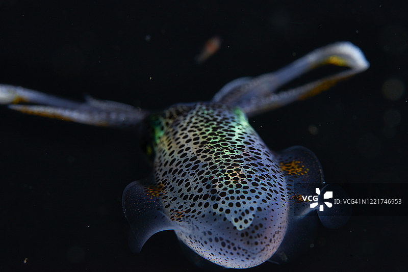 珊瑚礁鱿鱼图片素材