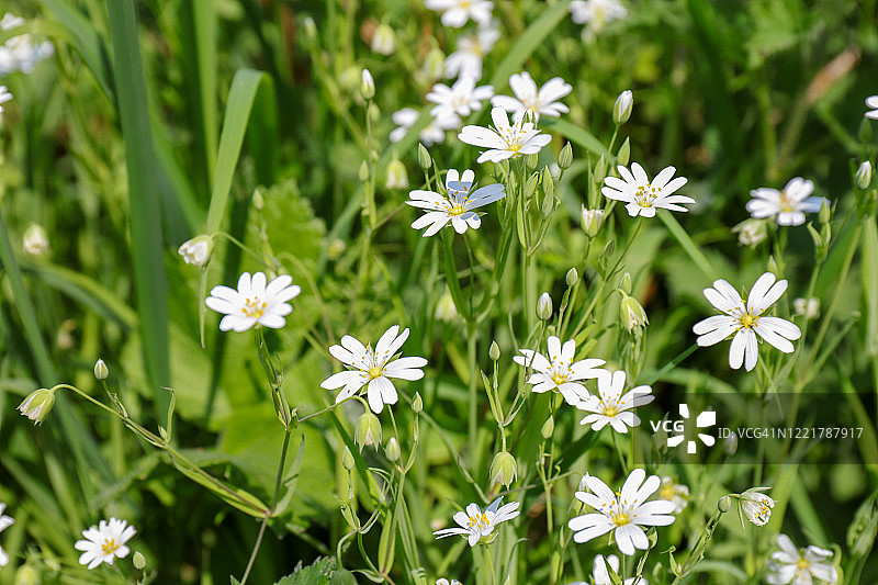 繁缕（Stellaria holostea）的白色花朵图片素材