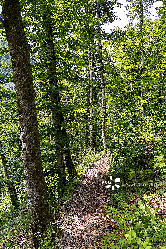 Risnjak国家公园森林小路图片素材