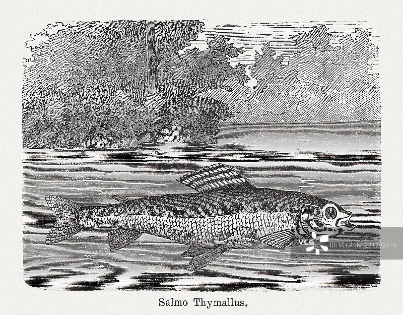 欧洲淡水鱼细鳞鲑（Thymallus thymallus），1893年发表的木刻版画图片素材
