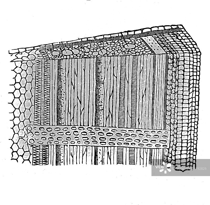 外生蒸汽的理想结构古版画插图 - 植物学 - 植物结构。1894年出版的古董百科全书插图。该艺术品的版权已过期图片素材