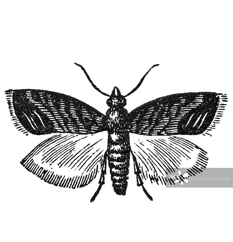 苹果卷叶蛾昆虫学古董雕刻插图图片素材