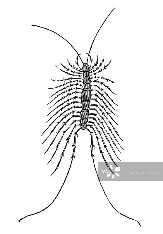 蜈蚣，家庭蜈蚣的古老雕刻插图 - 昆虫学，多足纲，蛛形纲图片素材