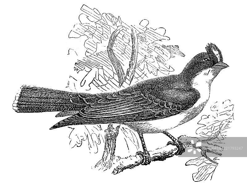 暴君鸟古版画插图 - 鸟类学 - 栖息鸟类，1894年出版的古董插图图片素材